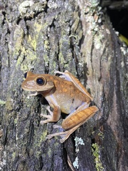 Bokermannohyla circumdata