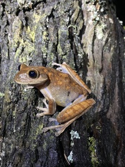Bokermannohyla circumdata