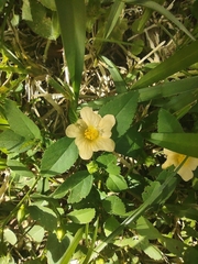 Sida ulmifolia