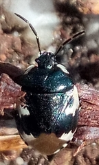 Tritomegas bicolor