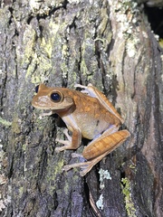 Bokermannohyla circumdata