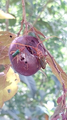 Chydarteres striatus