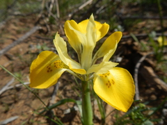 Moraea macronyx