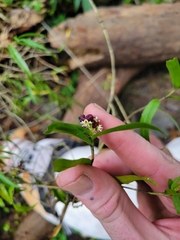 Epidendrum pentadactylum