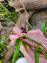 Epidendrum pentadactylum