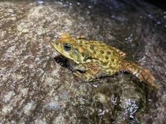 Rhinella rubescens