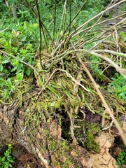 Epidendrum pentadactylum