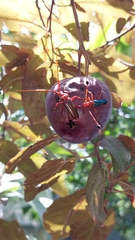 Chydarteres striatus