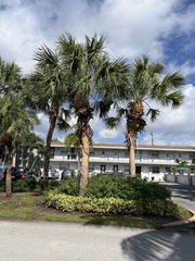 Sabal palmetto