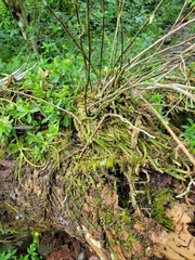 Epidendrum pentadactylum