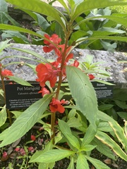 Calendula officinalis