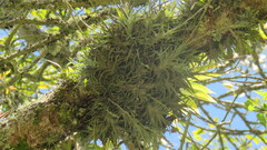 Tillandsia incarnata