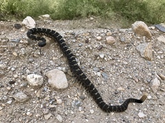 Crotalus cerberus