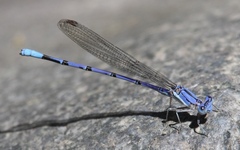 Argia munda