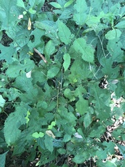 Maclura tinctoria