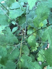 Maclura tinctoria
