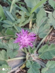 Centaurea aspera