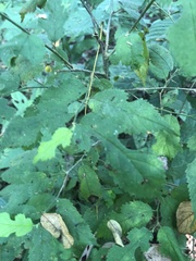 Maclura tinctoria