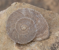 Iberus gualtieranus gualtieranus