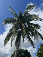 Cocoseae