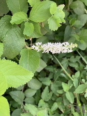 Aloysia