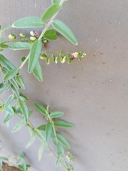 Polygala sphenoptera