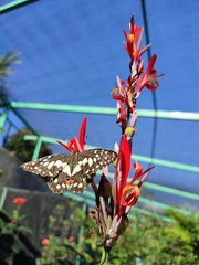 Papilio demoleus