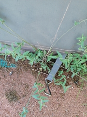 Polygala sphenoptera