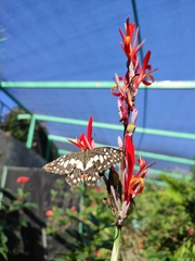 Papilio demoleus