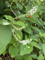 Aloysia