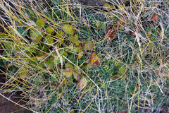 Betula nana