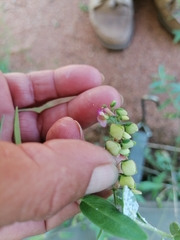Polygala sphenoptera