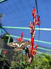 Papilio demoleus