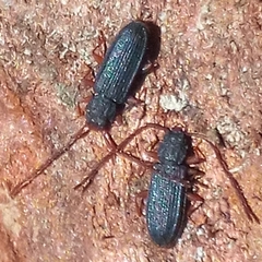 Uleiota planata