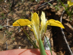 Moraea macronyx