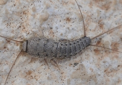 Ctenolepisma almeriensis