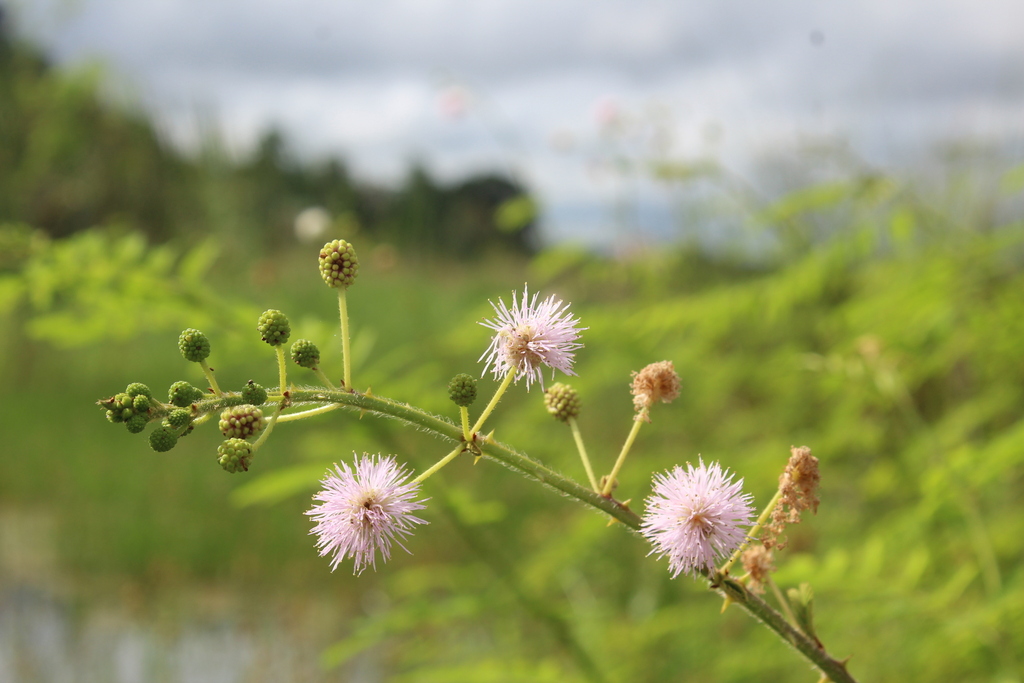 Ảnh của Trinh nữ thân gỗ (mai dương)