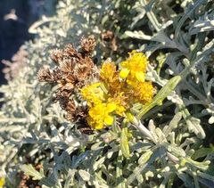 Eriophyllum staechadifolium