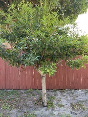 Pittosporum pentandrum