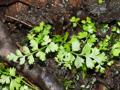 Cystopteris fragilis