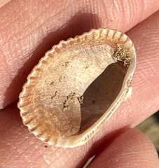 Mollusca
