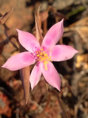 Anacampseros retusa