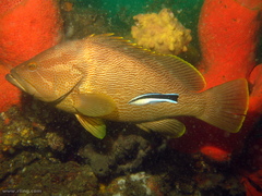 Red-Speckled Rock-Cod photo 2