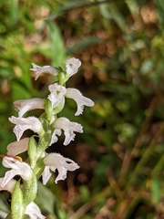 Spiranthes cernua