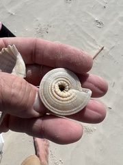 Architectonica nobilis