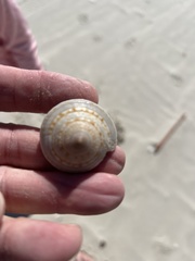 Architectonica nobilis