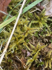 Climacium dendroides