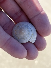 Architectonica nobilis