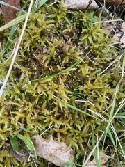 Climacium dendroides