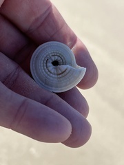 Architectonica nobilis